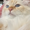 今日は短い日