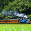 トーマスのお尻狙いで大井川