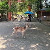 奈良の東大寺へ