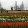 あけぼの山農業公園のチューリップ畑