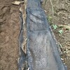 根深ネギの播種