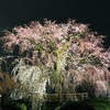 京都の夜桜を見に🌸