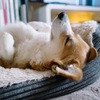 愛犬にダニが･･･！取り方はどうする？対策・駆除グッズのおすすめ！