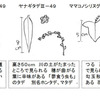 オオイヌタデとヤナギタデ（マタデ、ホンタデ）のこと