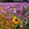  草刈り ＆ コスモス花見 2011 