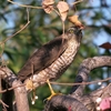 2021.11.29　淀川河川敷で今日の鳥見.....13選