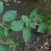 Euonymus alatus f. alatus　ニシキギ