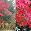 鎌倉円覚寺の山門前・駐車場のカエデは，かなりきれいに紅葉している株がいくつかありました．カエデは漢字では「楓」，一般的には「もみじ」と呼ばれる事が多いかと思いますが，漢字「楓」，呼び方「もみじ」には，歴史的にややこしいことがいくつかありますので，整理してみました．　我が宿にもみつ蝦手（かへるで）見るごとに妹を懸けつつ恋ひぬ日はなし　田村大嬢　　月に見て手には取らえぬ月の内の楓（かつら）のごとき妹をいかにせむ　湯原王