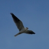 ベリーズ　自宅上空の White-tailed Kite（ホワイトテールド　カイト） 