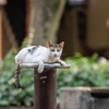 近隣繁華街のねこさん