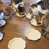 猫の食事管理