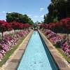 山手イタリア山庭園のバラ❤噴水広場のバラが見ごろです！
