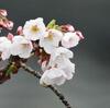 雨空に桜咲く