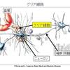 じじぃの「科学・芸術_486_もうひとつの脳・グリア細胞」