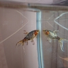 すくい金魚 仲間を探して