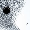 Sky Blue Sky/Wilco（2007）今日のTSUTAYA DISCAS日記。#261