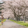 今年の桜考察