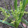 (258) Cyperus microiria