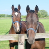 地方競馬ではどうですかと・・・・(^_^)。 