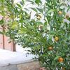 イタリアンルスカスの実