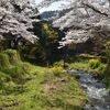 『桜満開』写真集　島根県にて