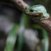 モリアオガエル Rhacophorus arboreus