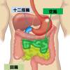   【基礎から学ぶ】小腸（十二指腸・空腸・回腸）【解剖学】
