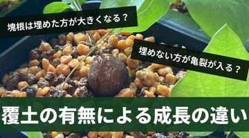 【検証】亀甲竜の塊根は埋める？埋めない？成長の違いを検証してみた