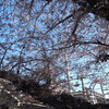 麦野公園の桜（2012.4.6）