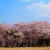 GXRスナップ: 桜、今年も