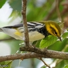 ベリーズ　川岸の Black-throated Green Warbler（ブラックスローテッド　グリーン　ワーブラー） 