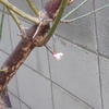 ０３０．春が来た