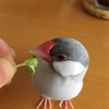 シルバー文鳥 ぎんちゃんはイケメン