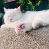 『愛猫』日課の散歩