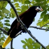 コスタリカ　トルトゥゲロ国立公園