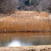 狭山丘陵 大谷戸 水鳥の池（埼玉県所沢）