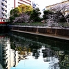 京急　石崎川の桜