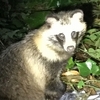 タヌキくんに見つめられる　～The raccoon dog stares at me.