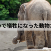 戦争で犠牲になった動物たち