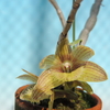 Dendrobium serratilabium 