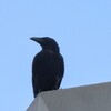 羽根がまばらなカラス
