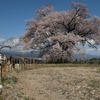 【犬連れ日帰りドライブ】【山高神代桜】【わに塚のサクラ】山梨県 北杜市 韮崎市