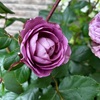 ＊咲き進むアフタマス＆カインダブルー開花