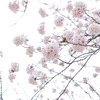 気象会社6社による桜の開花予想ダービー2023