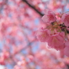 今年も見頃を逃してしまった河津桜