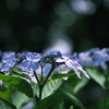 花の撮影の工夫