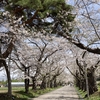 「北斗」「松前」の桜を見る旅