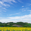 観光農園花ひろばの広大なひまわり畑