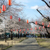 高崎公園周辺散歩　ソメイヨシノの開花状況・浅間山