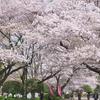 2024年4月1週目 龍巌淵 岩本山 興徳寺などの桜の開花状況